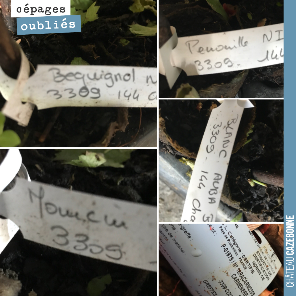 En voyant ces étiquettes sur les plants, nous ne pouvons pas nous empêcher de faire le rapprochement avec les bracelets de naissance de bébés.
Une nouvelle naissance pour ces cépages oubliés !