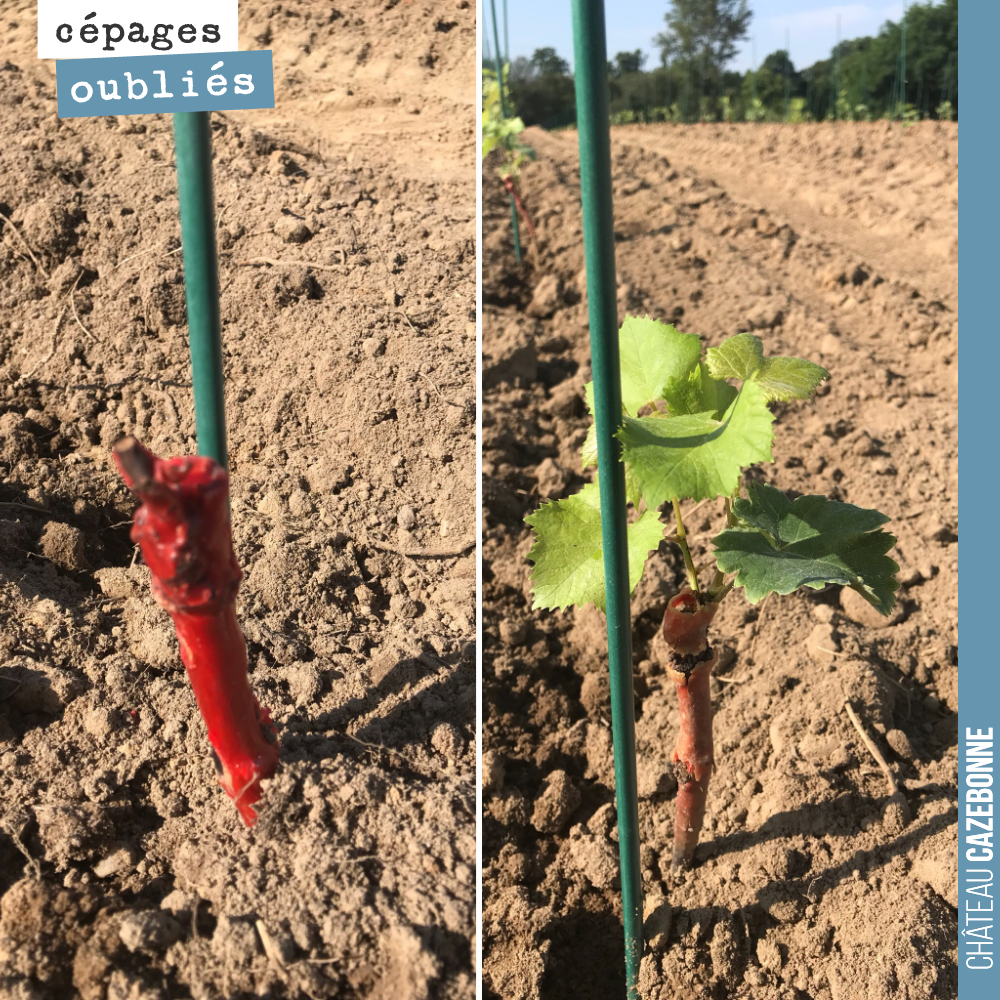 Nous avons planté aujourd’hui deux types de plants : des plants en pot (à droite) et des plants racinés (à gauche).
Dans les deux cas, le but va être de développer des rameaux qui devront ensuite ...