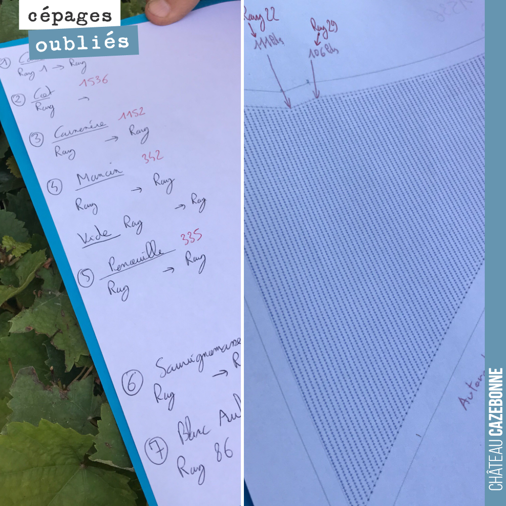 Le schéma de plantation des cépages sur notre parcelle de Couet : 5 cépages rouges et 2 cépages blancs.
Sur cette parcelle en rouge : Castets, mancin, penouille complèté de Carménère et de Cot.
E...