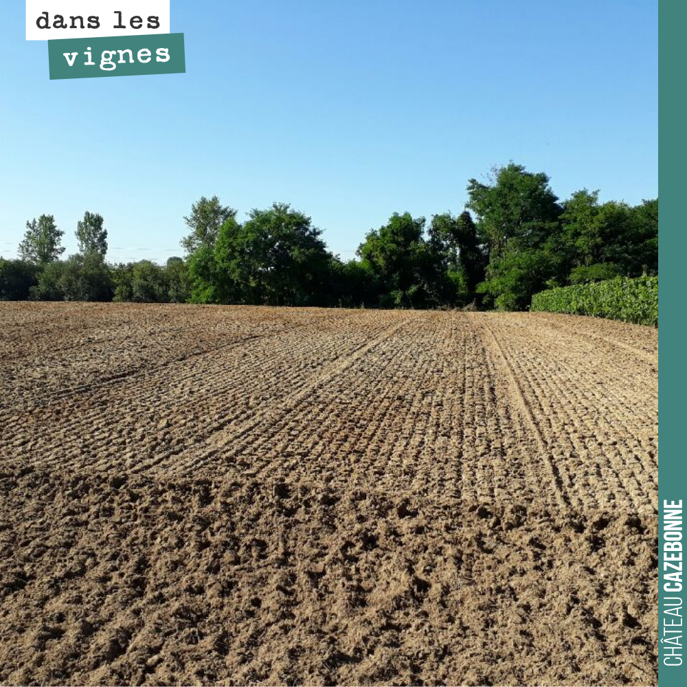 L’îlot de Darche est prêt. On enleve les dernières racines d'acacia et des ronces sur la petite parcelle avant de passer la herse. Et tout sera prêt pour jeudi matin pour planter.