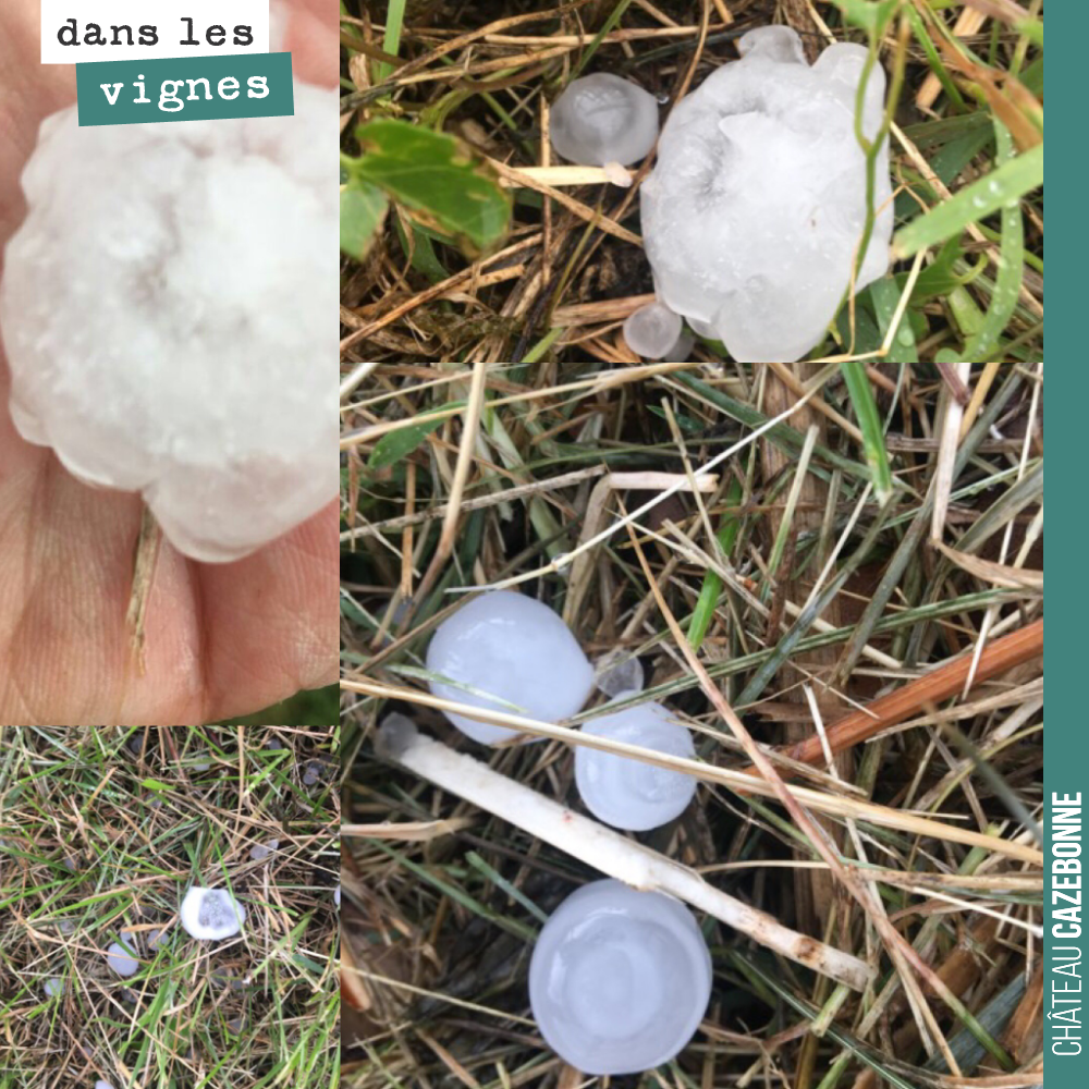 Notre amie Stéphanie Roussel, vient de nous envoyer ces photos. Elle a été sévèrement touchée par la grêle.
Après le gel l’année dernière, la grêle... Vraiment une année compliquée.
Chez nous, l’...