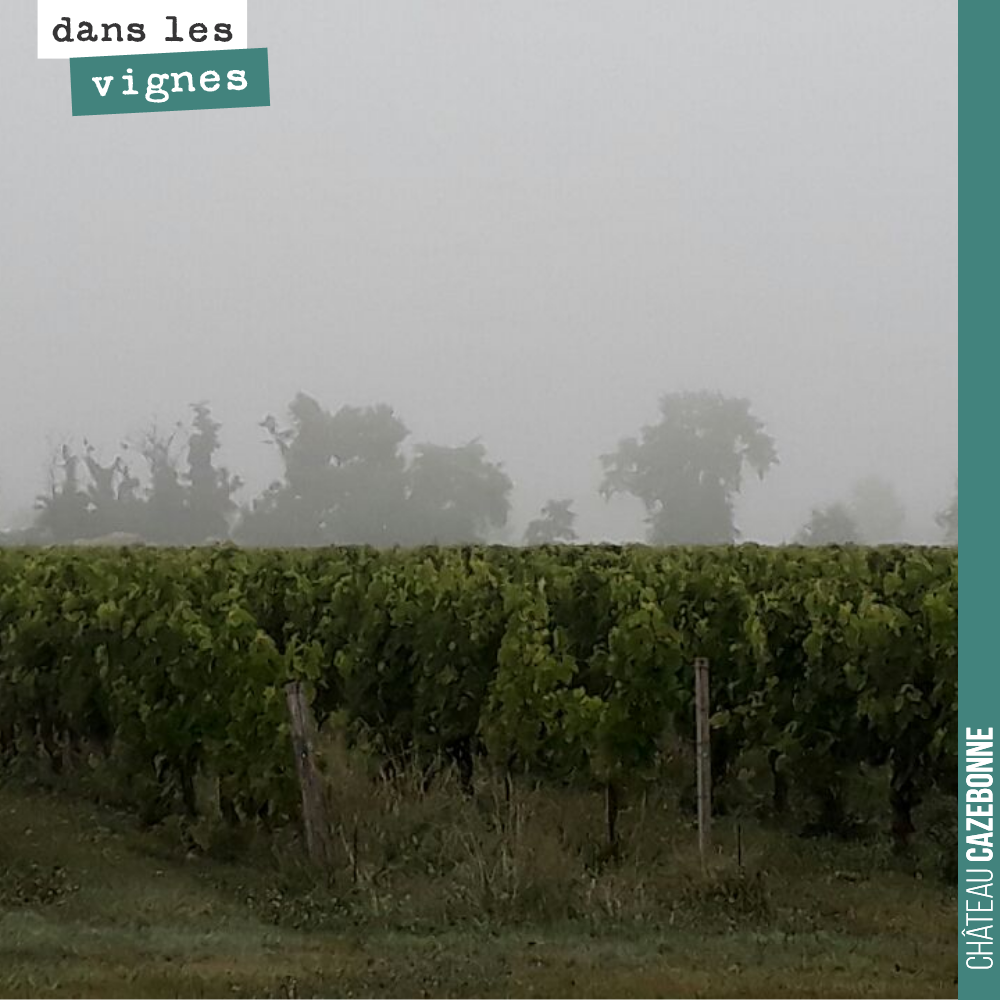 10eme traitement ce matin (contre 8 l’année dernière).
On a décidé de forcer la dose en cuivre (400g hectare), 2 kilos de soufre, hydrolats, magnésium et Kane.
Cela nous amène à un total de 1,7kg...