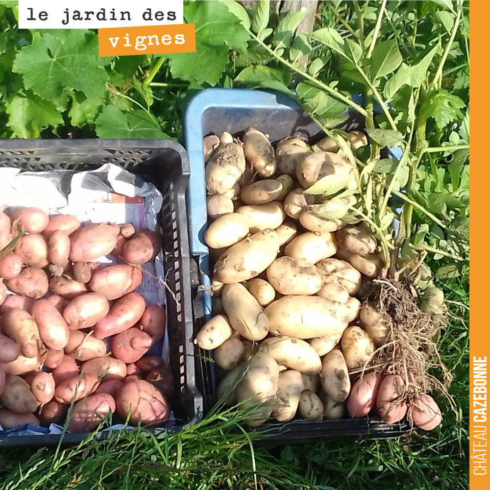 Francis a fait une jolie récolte de pommes de terre, ce matin, au jardin des vignes.
#jardin #biodynamie #maraichage #pommesdeterre #dimanche
