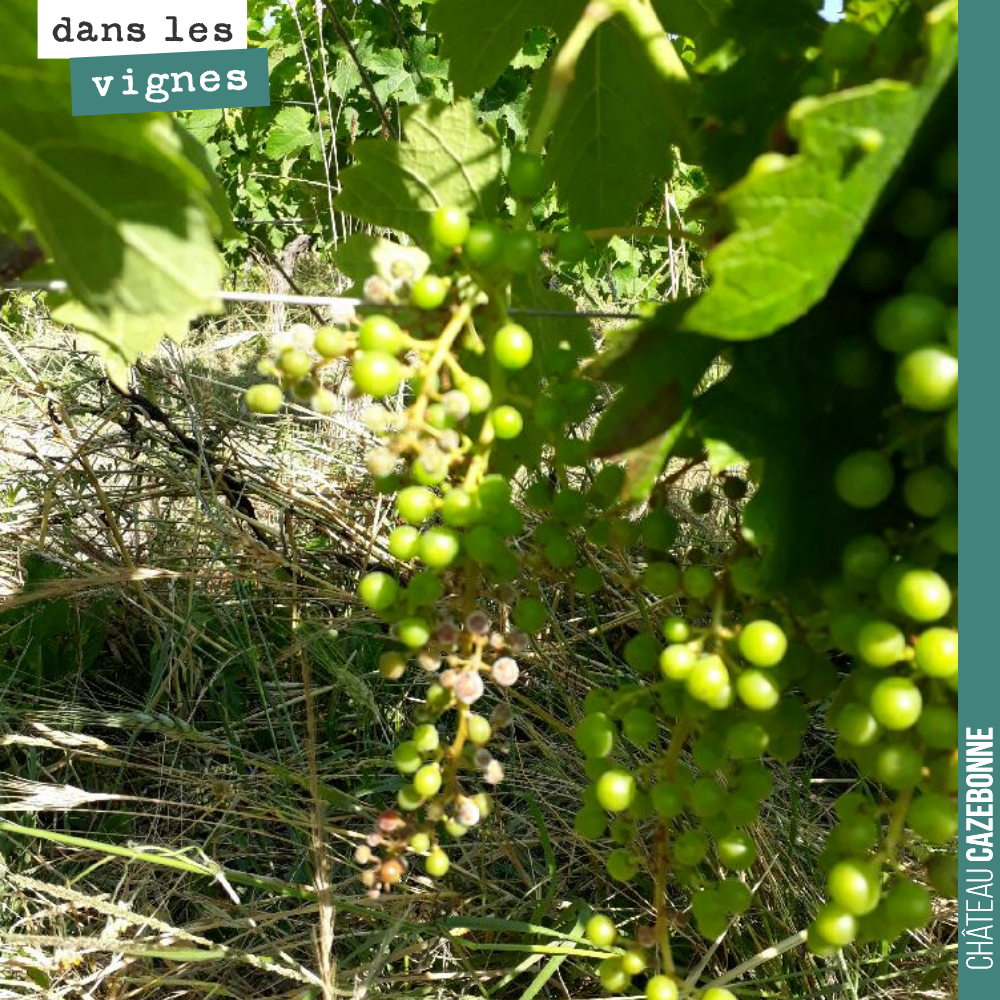 Cette année, suite au gel de l’année dernière, la sortie a été très belle beaucoup de groppes. La vigne se rattrape. On a bien fait de tailler de manière sévère.
Les grappes sont belles aussi...
...