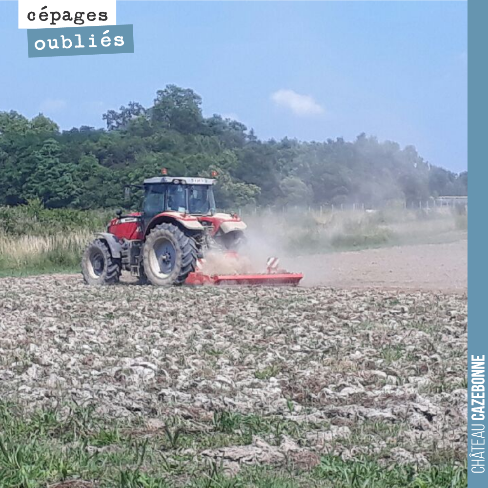 On prépare les sols pour la plantation de nos cépages anciens sur la parcelle de Couet. C'est une parcelle dans le prolongement direct du plateau de Cazebonne. Les sols de Graves profondes, y sont ...