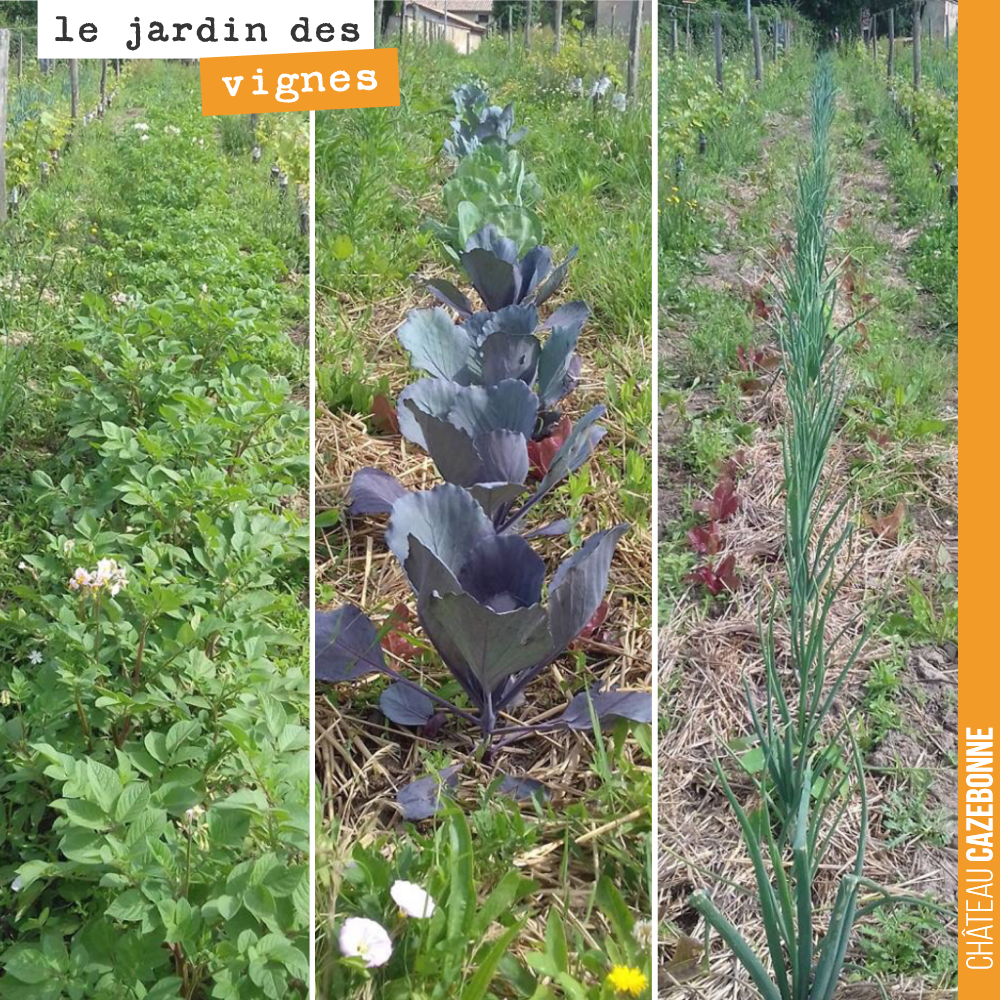 Des légumes à même nos rangs. Francis a planté ici des pommes de terre, du chou, des oignons... Retour à une tradition ancestrale aujourd'hui oubliée dans le vignoble.
Une initiative de Francis qu...