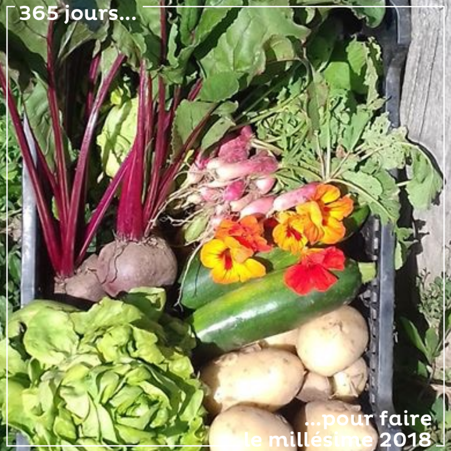 Une belle récolte de légumes, au jardin des vignes, à même les rangs de nos vignes. De bons légumes Bio, bien sûr.