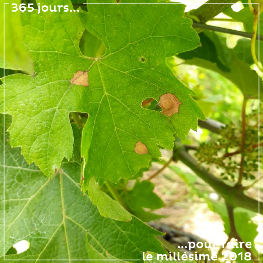 Il n'y a pas que du mildiou, cette année... Il y a aussi un peu de black rot (mais beaucoup moins, quelques feuilles touchées, par ci, par là...)