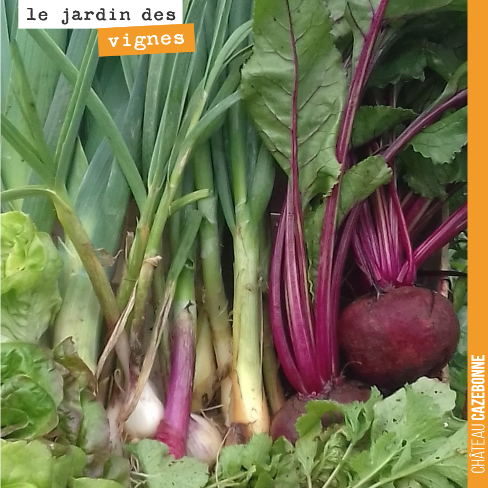 Cela fait plaisir de voir cette belle récolte de légumes issue du Jardin des vignes, pour un projet que nous avons initié avec Francis, seulement au mois de mars...