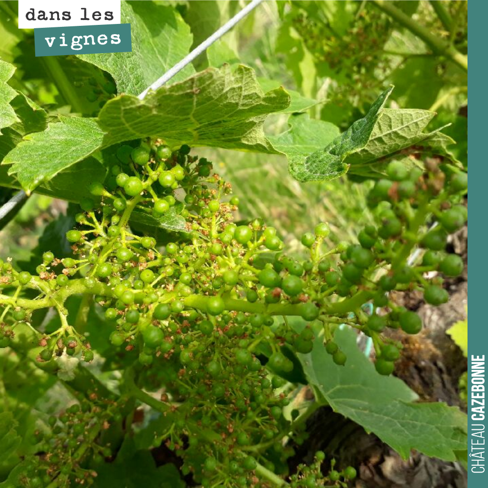 Les grains de Merlot grossissent à vue d'oeil, chaque jour.
Cela fait plaisir à voir.