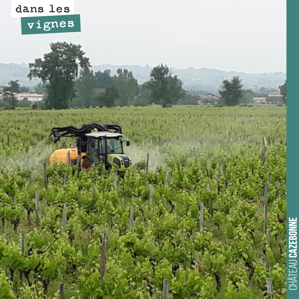 Nous avons fait hier notre 8ème traitement de l'année !
Cette fois, nous avons utilisé 200g de cuivre, 1,6kg de soufre, et une dynamisation de tisanes.
Cela nous amène à un total de 1,120 kg de c...