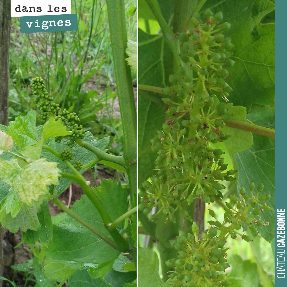 A gauche une grappe issue d'un pied surgreffé de Sauvignon gris, cette année.
A droite, une grappe du même cépage greffé l'année dernière.
On devrait avoir une récolte complète de ces sauvignons ...