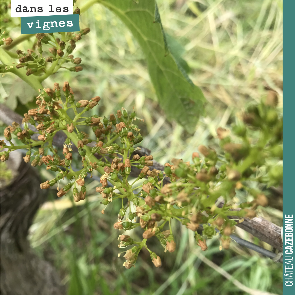 Le petit chapeau que l'on voit sur chaque future graine s'appelle le capuchon. Il devrait tomber et laisser sa place à un beau raisin qui pourra commencer à grossir...