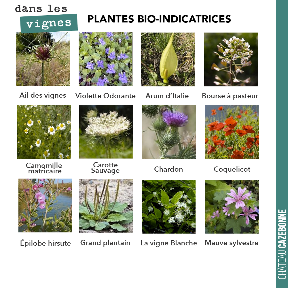 Les plantes nous disent beaucoup de choses. Elles permettent de mieux comprendre le sol, et donnent des indications sur sa structure, son PH, ses déséquilibres...