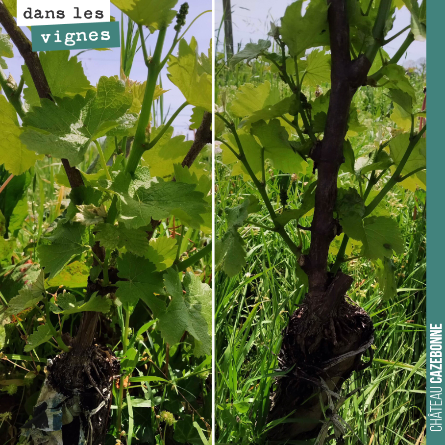 Nous avons surgreffé ces sauvignons gris l’année dernière et ils ont ensuite été durement touchés par la grêle.
Les voir si vigoureux en ce début mai, nous ravit !