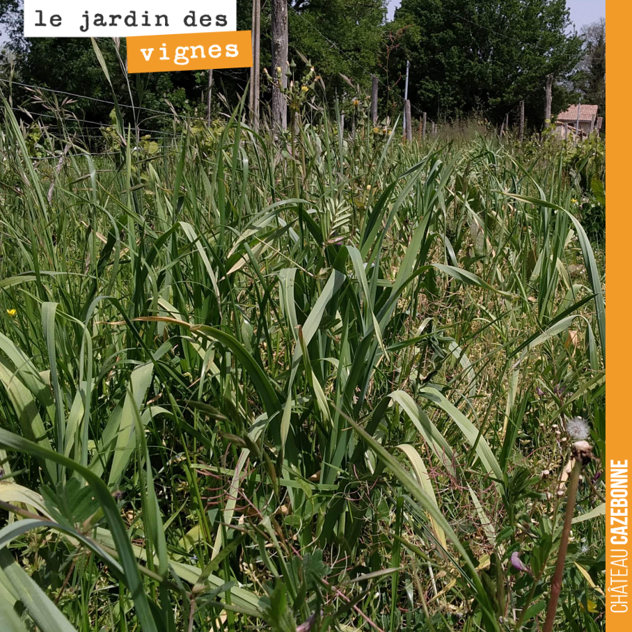Il faut reconnaître que l’ail est un peu envahi par l’herbe, mais il va être délicieux et bio !
