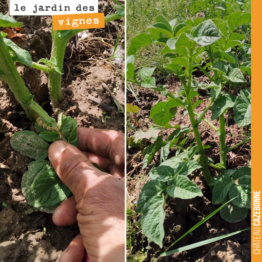 Au jardin des vignes, les pommes de terre n’ont pas souffert du gel.
Vivement les frites !