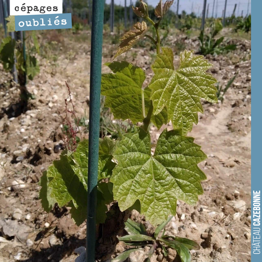 Ce jeune plant de Castets, dans notre parcelle de cépages oubliés, se porte à merveille. Hâte d’en goûter l’année prochaine, les premiers raisins !