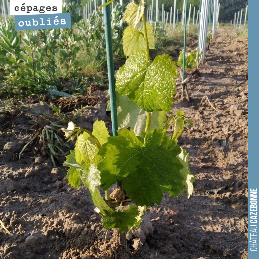 Bonne nouvelle, il semble que nos plantations de cépages oubliés aient survécu au gel. Toujours cela de pris.