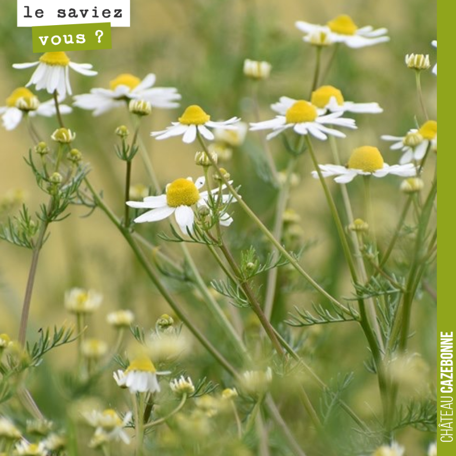 La Camomille Matricaire possède de nombreuses vertus : anti-inflammatoire, antioxydante, détoxifiante, et aide aussi à combattre les allergies.
Cette plante est aussi utilisée en biodynamie puisqu...