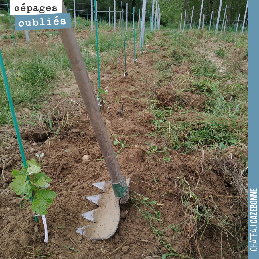 Dans les jeunes plantes de cépages oubliés, on finit à la main le travail que l’outil de désherbage mécanique n’a pas bien terminé.
Mais le résultat est très propre et devrait permettre à ces jeune...