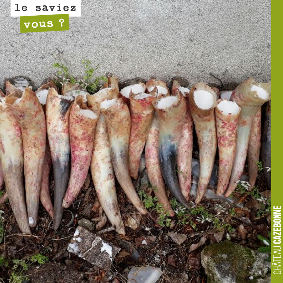 Quand au printemps, on déterre les préparations bouse de corne (500), on en profite pour préparer les silices de corne (501). On les enterre et on les déterrera à la fin de l’été.
La 500 nous sert ...