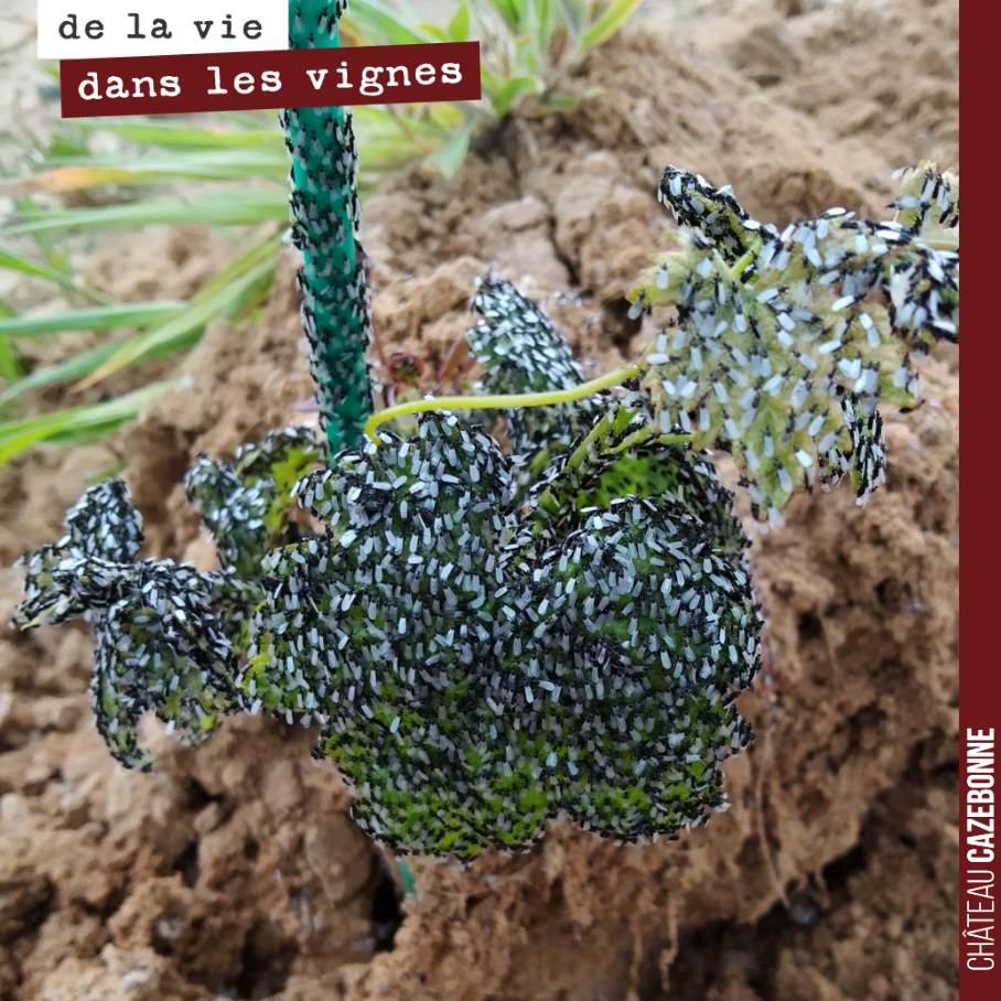 Quand un essaim de fourmis ailées décide de prendre un jeune plant comme piste d’envol.
La nature est juste formidable quand on prend le temps de l’observer !