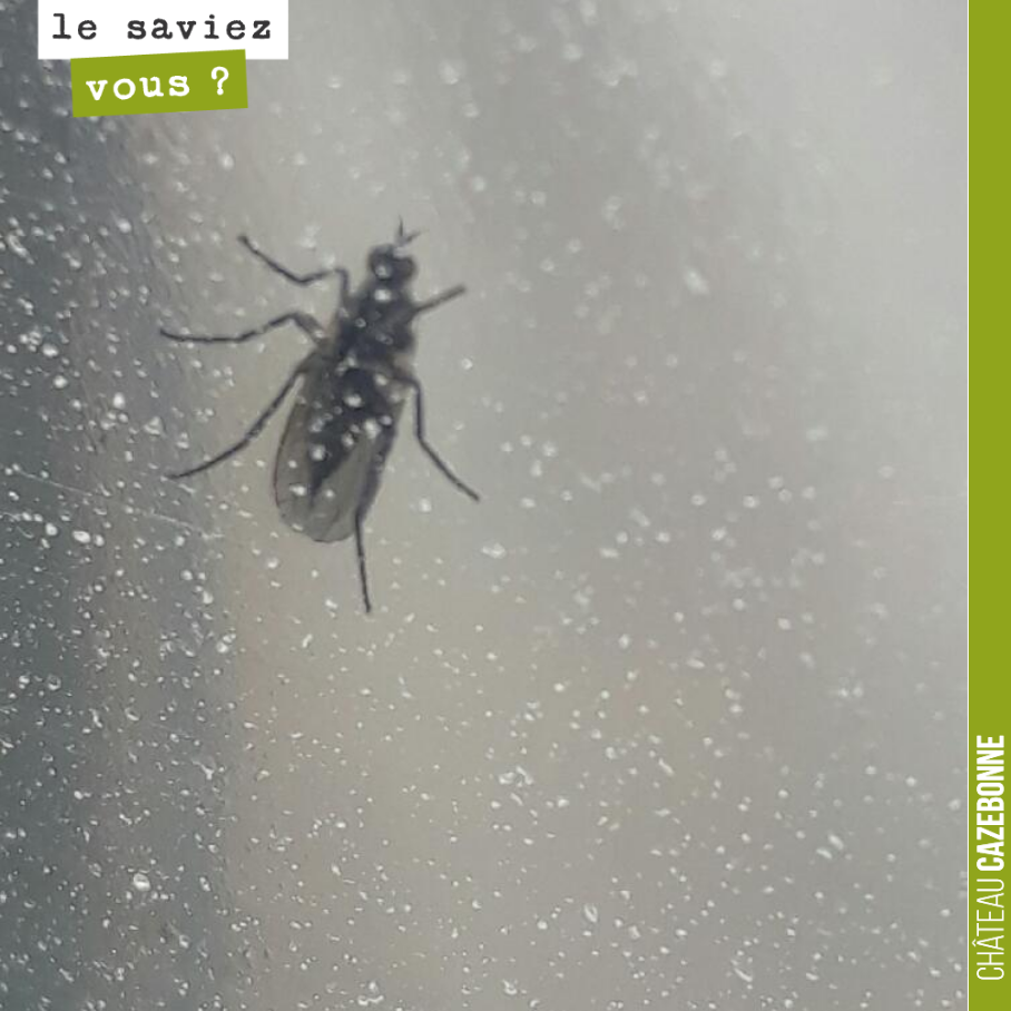 Sur cette campagne, nous bâchons 4 pieds à chaque traitement pour ne pas qu’ils soient exposés. Cela nous permet de suivre l’évolution des maladies et notamment du mildiou.
Sur la photo, cet insect...