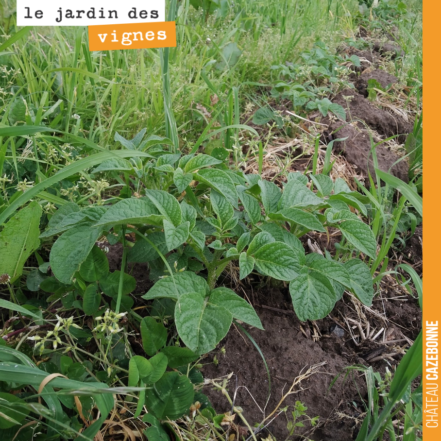 Ça fait plaisir de voir ces pommes de terre qui poussent à même nos rangs de vigne. La preuve de sols vivants !