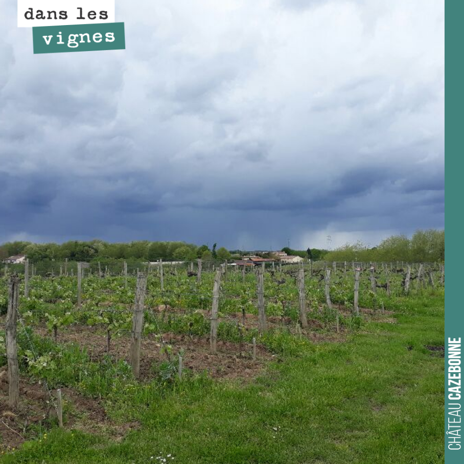 Les luminosités sont magnifiques, les jours d’orage, dans les vignes.