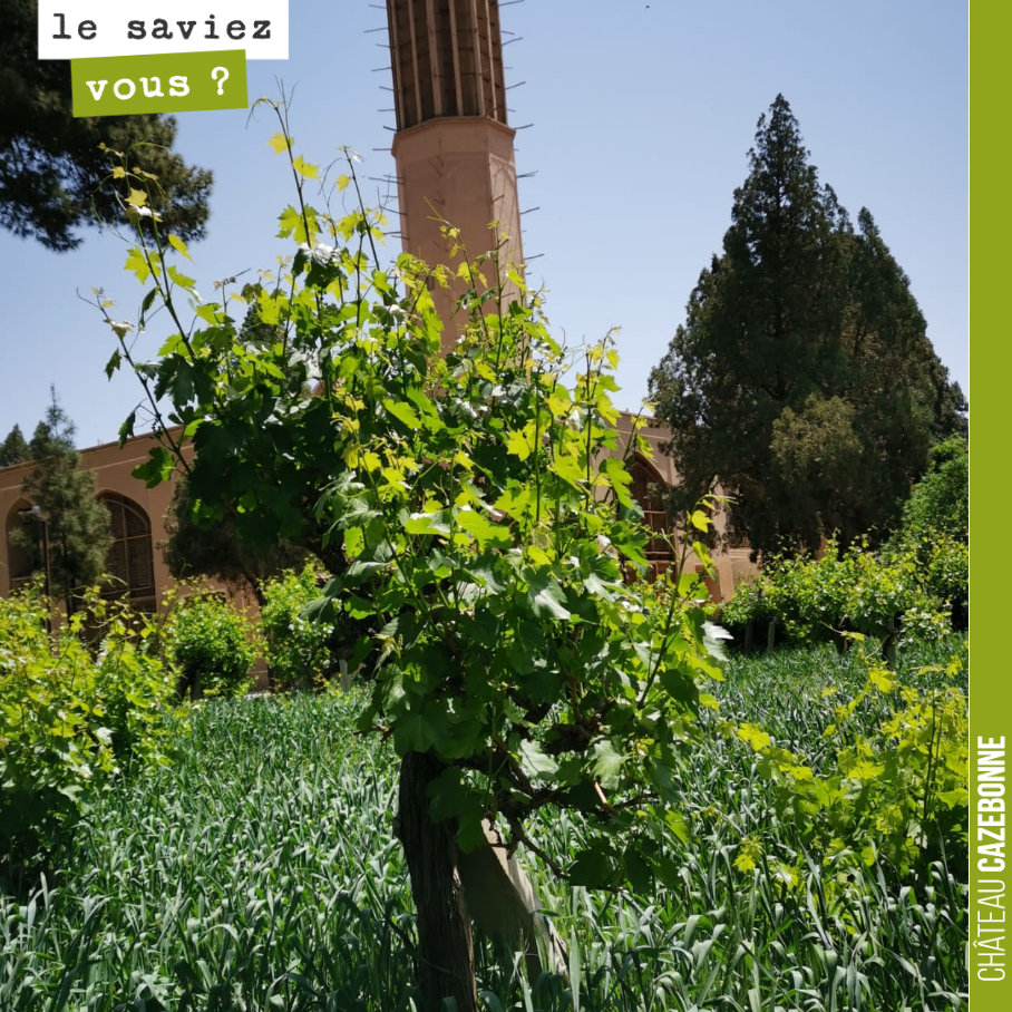 Mon frère Chef Damien m’envoie cette photo de son séjour en Iran. Nous sommes ici à Yazd, au centre du pays. On y pratique la polyculture et le blé se mêle à la vigne.
En période sèche, on inonde l...