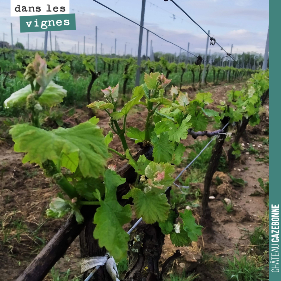 La vigne de demande maintenant qu’à pousser, avec les températures douces et les quelques pluies éparses.
Les disparités de croissance sont fortes notamment sur les parcelles qui ont été le plus t...