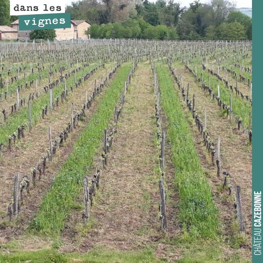 Les vignes sont bien propres cette année. On a réussi à ne pas se faire déborder. Le rang avec nos couverts végétaux roulés forme un joli paillis. On a mulshé l’autre rang et on va y faire des semi...