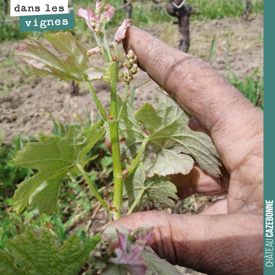 Avec ses températures, la vigne pousse très vite, tous les jours.