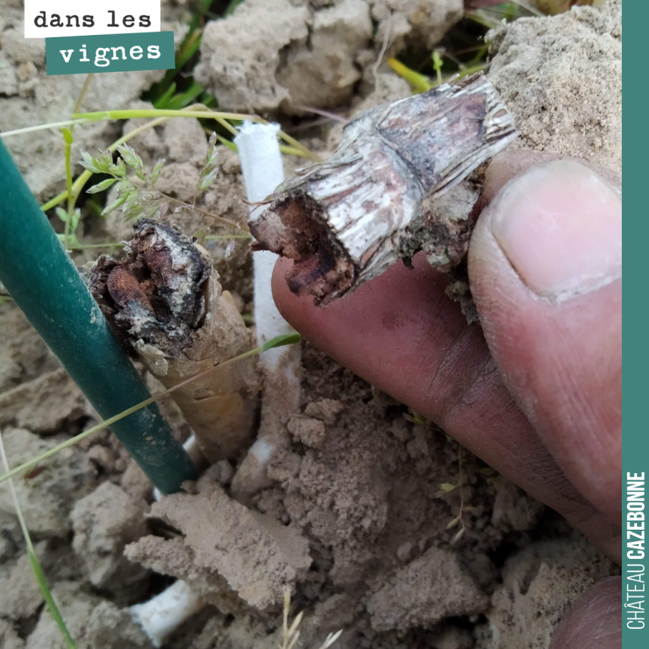 Cette greffe n’a pas résisté à l’hiver. Elle n’a pas tenu. Il faudra planter ici un nouveau pied en remplacement. Probablement que l’on plantera directement un porte-greffe et que l’on surgreffera ...