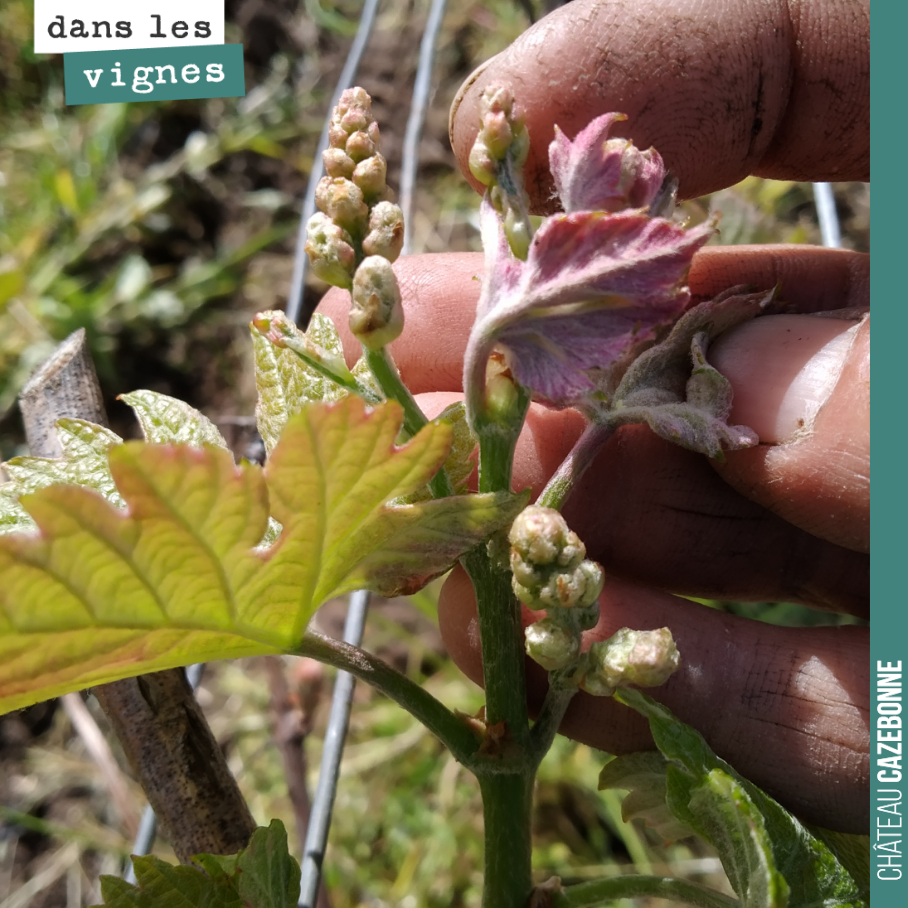 Ce bourgeon va donner naissance à trois jolies grappes. Si la nature nous aide après la grêle de l’année dernière, on ne peut que s’en réjouir. On a hâte de voir pousser ses jolies grappes, sans ma...