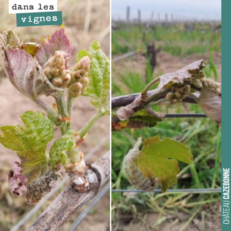 Retour sur le gel qui a touché nos vignes ce week-end. On peut dire que l’on a eu beaucoup de chances. Les nuages qui ont voilé le ciel dans la nuit de vendredi à samedi, ont fait remonter les temp...