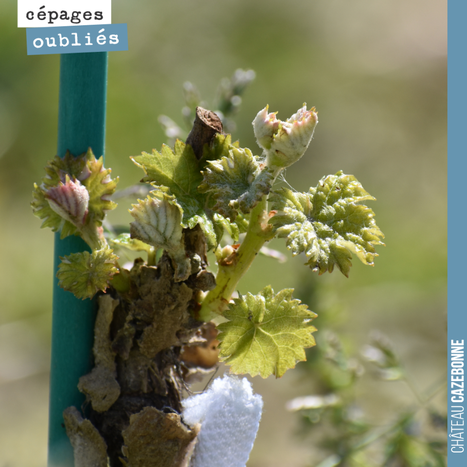 Nos plantes de cépages oubliés reprennent vie. C’est leur deuxième année. Elles ne donneront pas de fruit cette année.
Ici une plante de Saint-Macaire sur notre parcelle de Médecine.