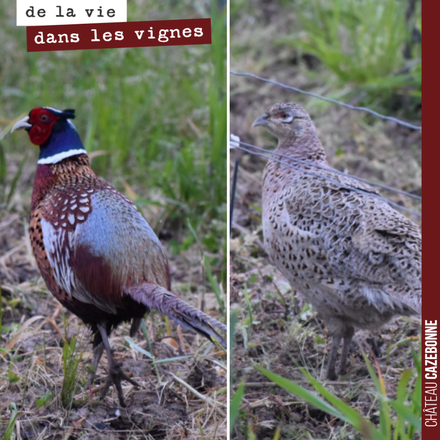 Quand on voit faisan qui parade, c’est que sa poule n’est pas loin...