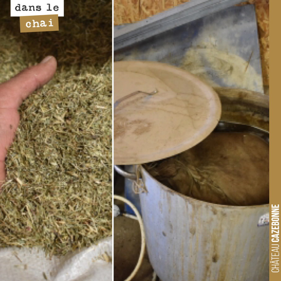 On a préparé une décoction à froid de tisane de prêle. Nous la dynamiserons vendredi avec de la Maria Thun pour pulvérisation en fin de journée. La prêle a en effet qui doit ralentir la vie des cha...