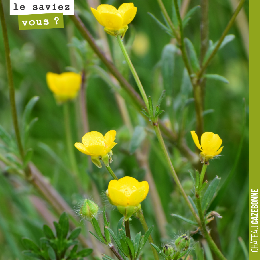 Aimes-tu le beurre ?
Quand j’étais gamin, nous avions l’habitude de poser cette question rituelle en présence de boutons d’or. On glissait une fleur sous la gorge et si le jaune se reflétait cela v...