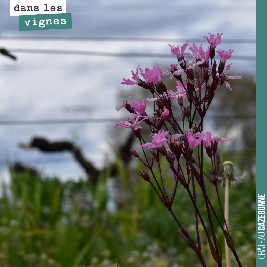 Jolie fleur découverte dans nos vignes. Après quelques recherches, on peut vous dire qu’il s’agir d’une lychnis fleur de coucou, ou autrement appelée œil de perdrix.
Elle se plaît dans des sols hum...