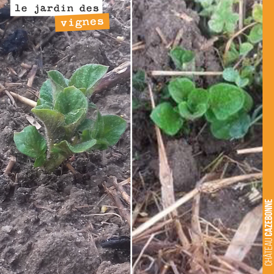 Au jardin des vignes, les pommes de terre sortent leur nez. Francis va les couvrir pour éviter qu’elles n’attrapent le gel. Il faut dire que la météo annonce du froid pour le week-end. On tremble p...