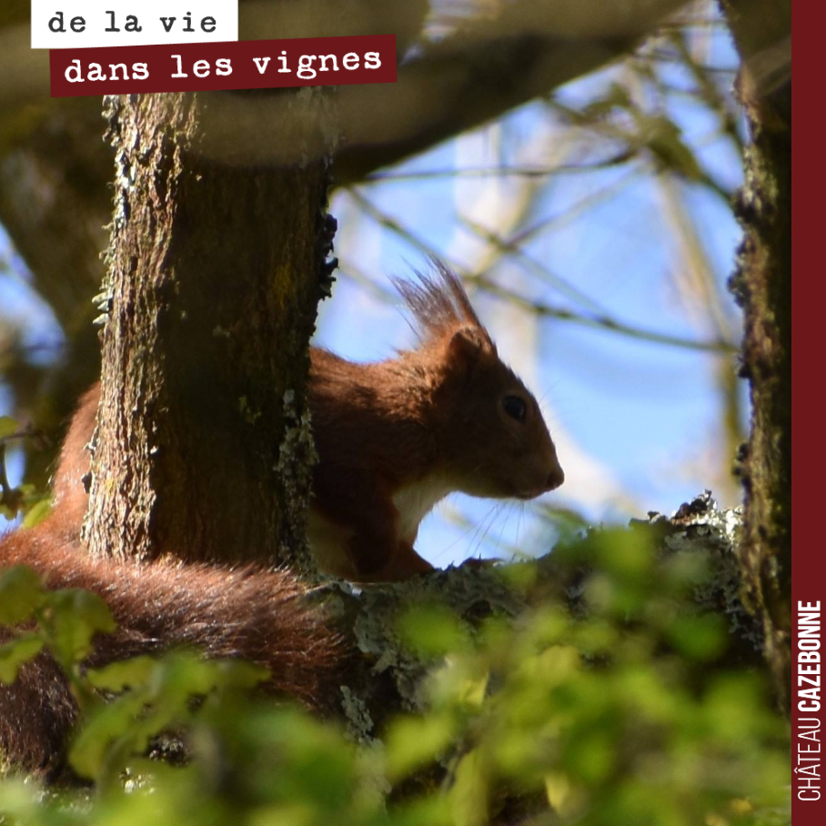 Aux abords d’une parcelle, un joli écureuil roux nous observe. Narquois et craintif.