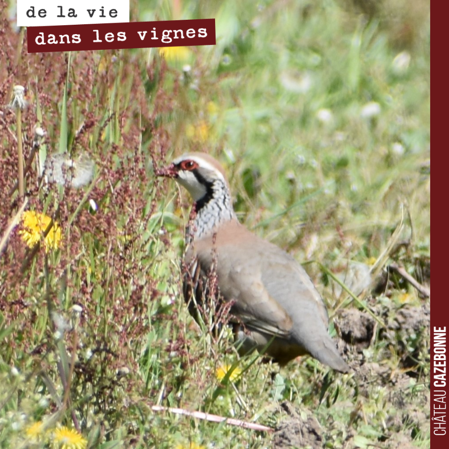 Pas si fréquent de croiser et d’avoir le temps de photographier une perdrix rouge dans les vignes de Cazebonne.
On savoure cet instant.
