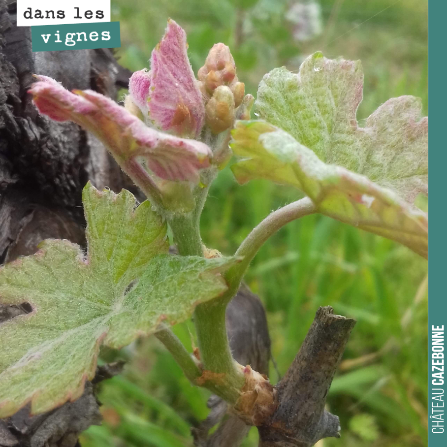 Premières inflorescences dans nos vignes. En champagne, il se dit que quand l’inflorescence est située au niveau de la troisième feuille, cela présage d’une bonne récolte en terme de quantité.
C’e...
