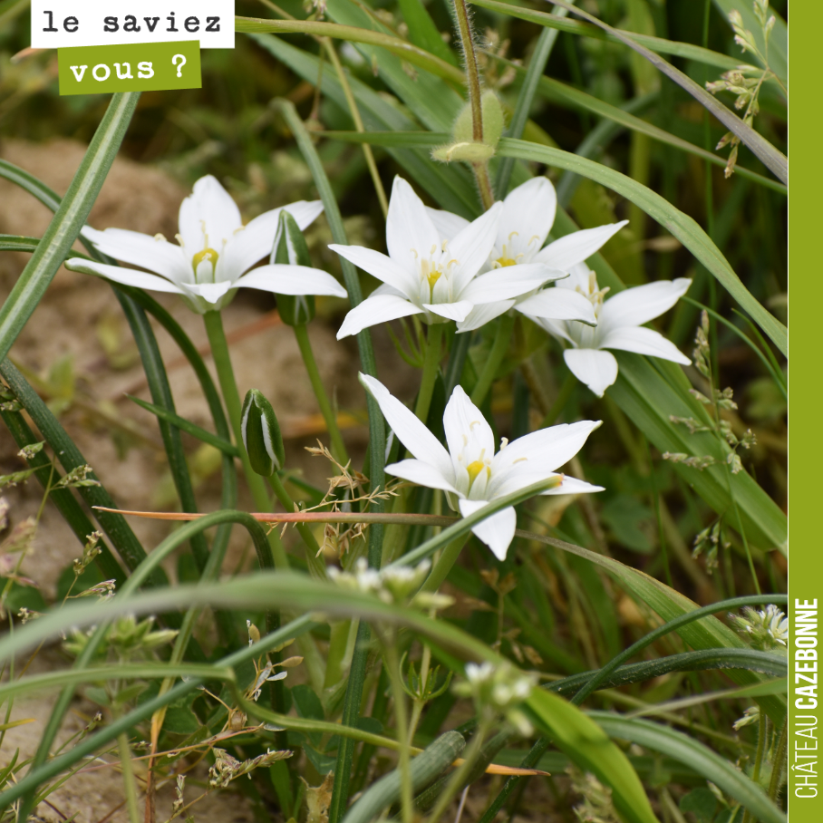On trouve que ces fleurs sont d’une immense délicatesse.
L'ornithogale en ombelle (Ornithogalum umbellatum) est également appelée la dame de onze heures, en référence à la réaction de ses fleurs q...