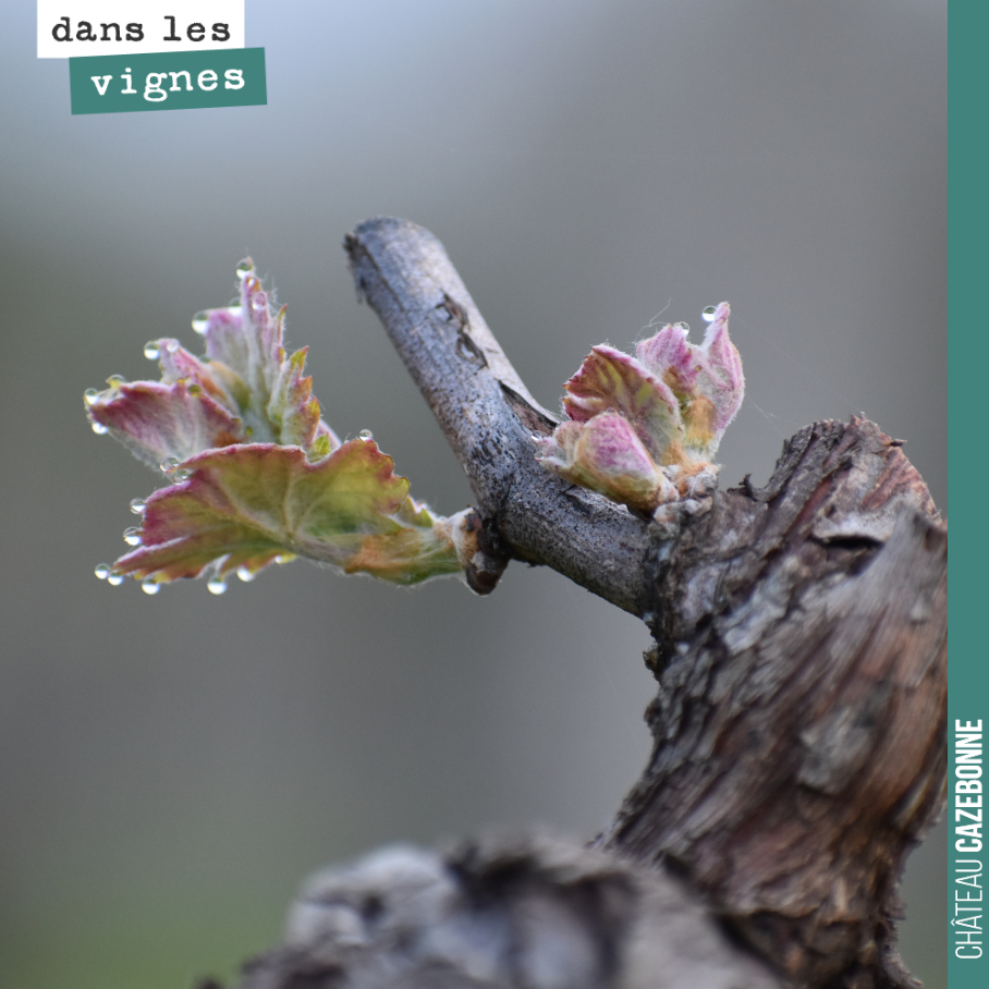 Du fait de la grêle, nous avons beaucoup taillé à cot. C’est sur ces frêles bourgeons que reposent nos espoirs de récolte pour 2019. Une petite récolte que l’on souhaite qualitative.