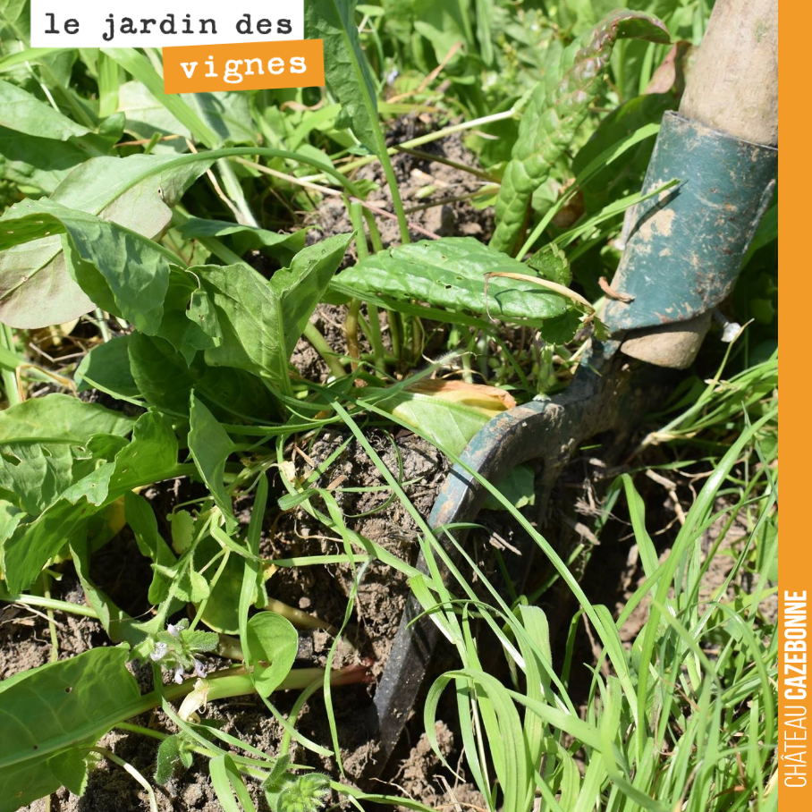 Le Jardin des Vignes ça peut rapporter... de l'oseille.
Lorsque Francis a commencé à cultiver dans le jardin des vignes, il a remarqué la présence de Rumex, une plante qui est le signe de sols comp...