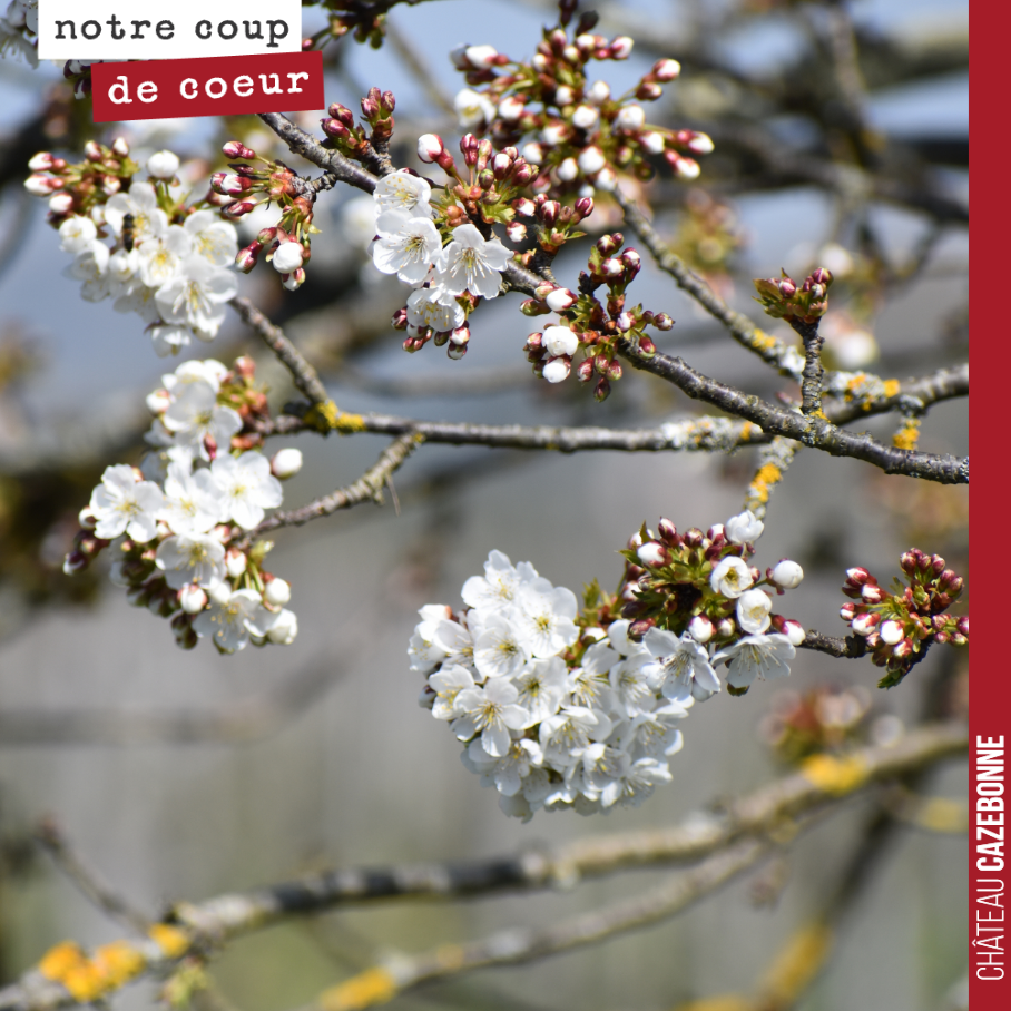 Les cerisiers sont en fleur. Là aussi, il ne faudra pas de gel, si on veut pouvoir manger des cerises.